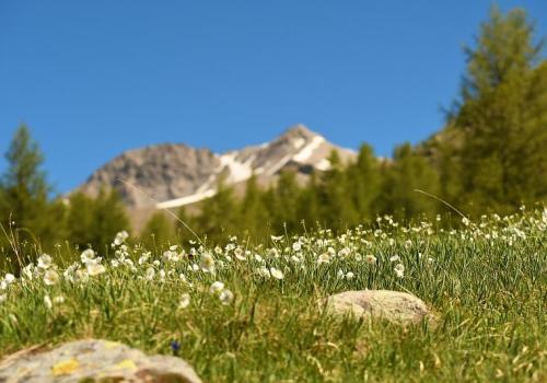 Fleurs ordinaires et extra-ordinaires_Valdeblore