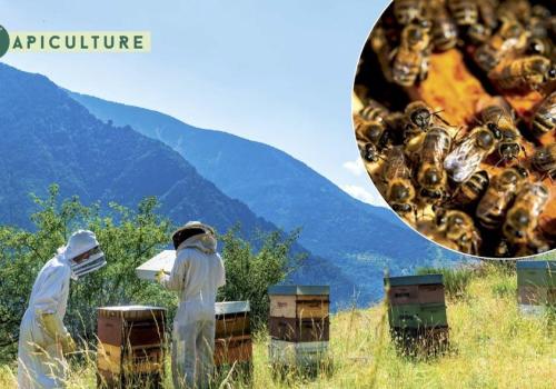 Apiculture – Dans ma ruche_Saint-Étienne-de-Tinée