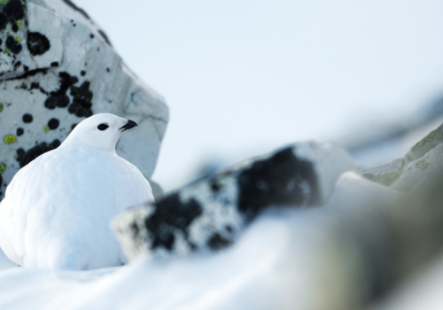Survivre en montagne - Stratégies d'adaptations_Saint-Étienne-de-Tinée