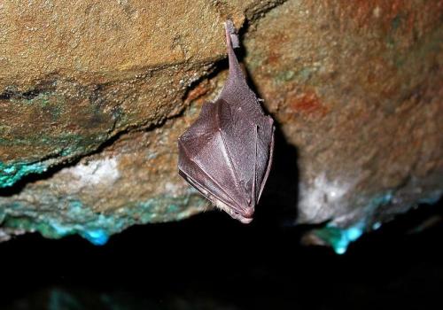 Atlas de la biodiversité communale d’Isola - Nuit de la chauve-souris._Isola
