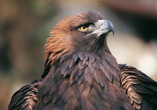 Les rapaces de la Tinée_Saint-Sauveur-sur-Tinée