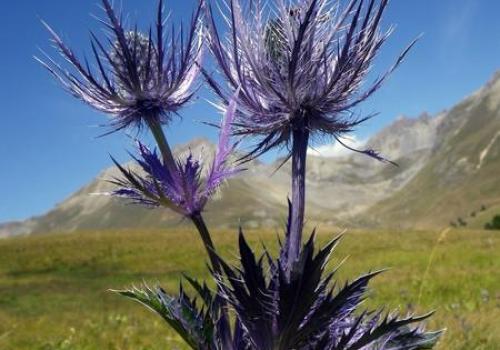 Découvrons nos trésors botaniques…_Barcelonnette - Reine des Alpes