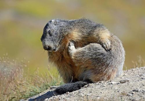 Apéro raclette avec les marmottes._Saint-Étienne-de-Tinée