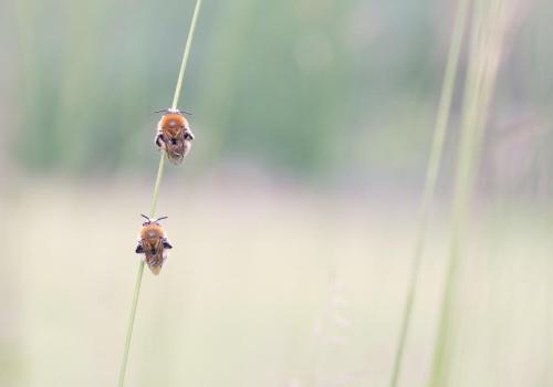 Les abeilles sauvages_Entraunes