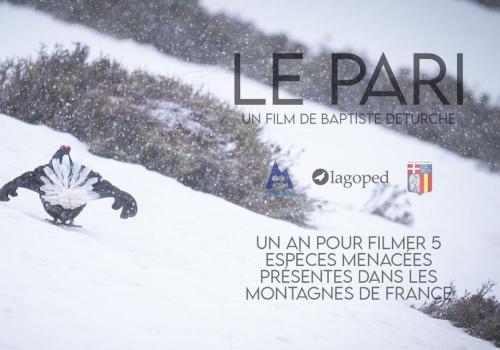 Le pari, cinq oiseaux de nos montagnes_Châteauneuf-d'Entraunes - affiche du film