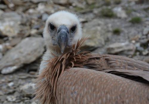A la découverte des vautours._Saint-Étienne-de-Tinée