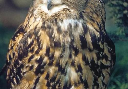 Les oiseaux nocturnes de nos montagnes_Châteauneuf-d'Entraunes - Grand duc d'Europe