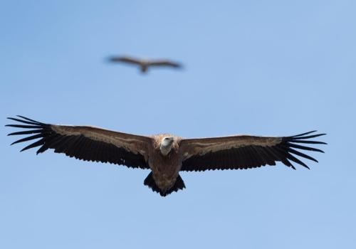 Vautour fauve - Vautour fauve adulte (Gyps fulvus) en vol.