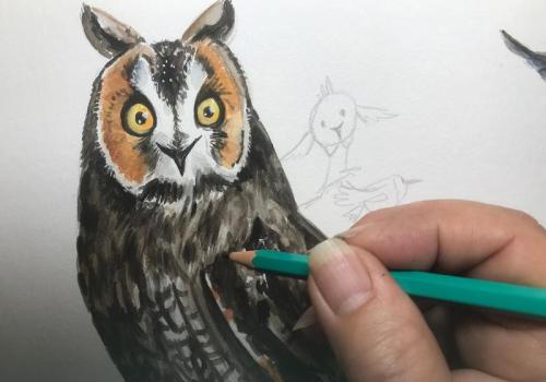 Viens dessiner les oiseaux du Mercantour !_Saint-Étienne-de-Tinée