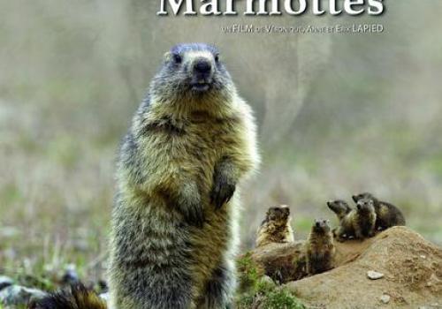 "Le clan des marmottes"_Péone - affiche du film