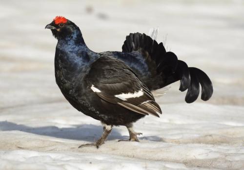 Clés pour cohabiter avec la faune sauvage en hiver_Tende - Tétra-lyre