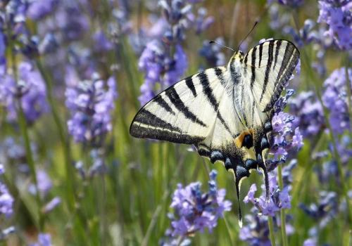 Les richesses du sentier de la Couletta_Rimplas