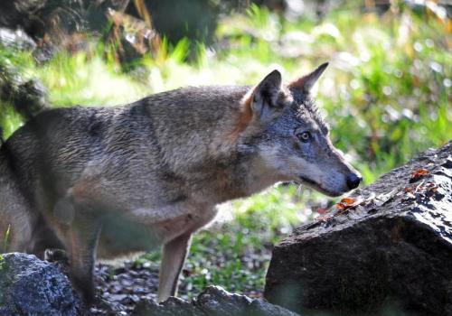 À la découverte du loup._Saint-Étienne-de-Tinée