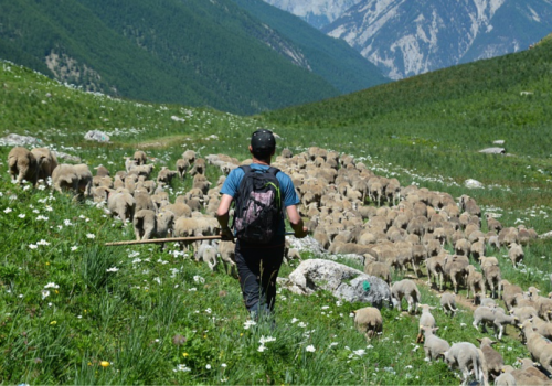 Randonnée Gourmande et Pastoralisme