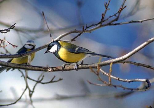 Les oiseaux de mon village_Belvédère