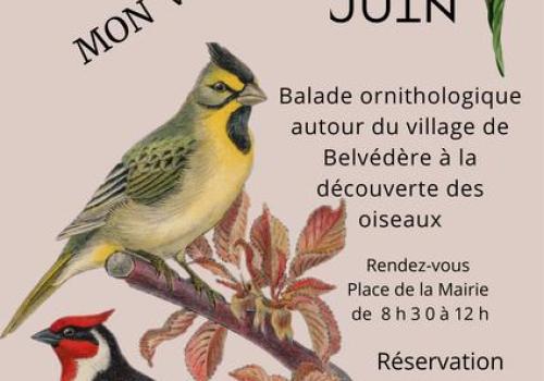 Les oiseaux de mon village_Belvédère