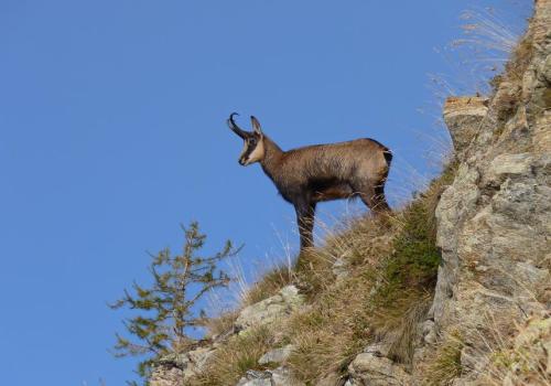 Découverte de la faune et de la flore du Parc National_Saint-Martin-Vésubie