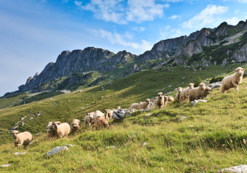 Apéro des alpages : discussion et jeux sur les patous et la faune sauvage_Tende