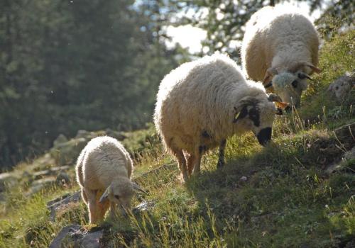 Apéro des alpages : discussion et jeux sur les patous et la faune sauvage_Tende