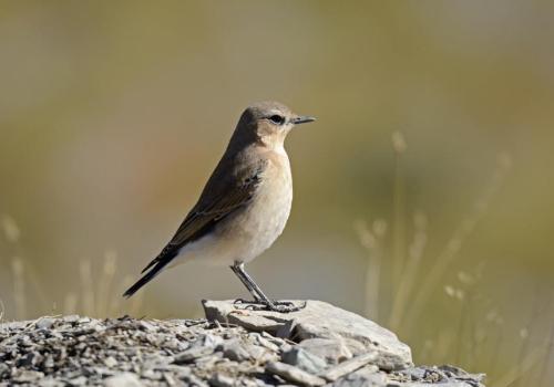 Les oiseaux de l'Authion, d'alpages en forêt_Moulinet