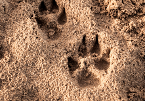 Sur les traces des animaux sauvages_Saorge