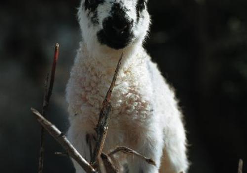 Atelier animé : pastoralisme et domestication_Tende