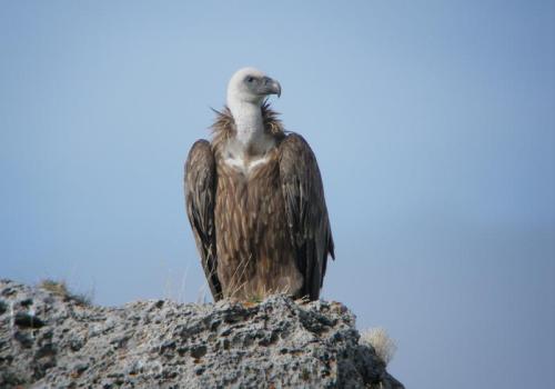 Observation des Vautours de l'Authion_Moulinet