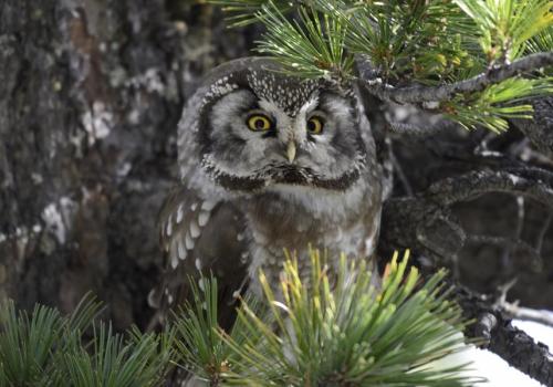 Voyage au coeur de la biodiversité nocturne_Guillaumes - Chouette de Tengmalm