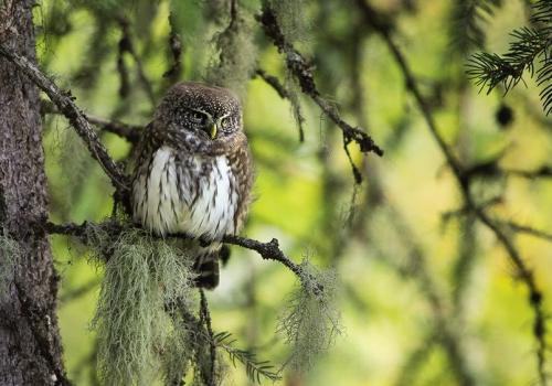 Premières Loges : film sensible sur les chouettes de montagne et les autres habitants des vieilles forêts_Tende