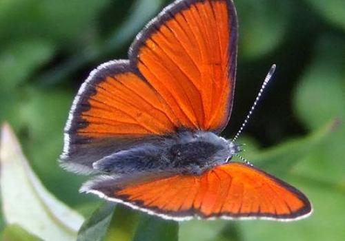 Découverte des papillons au jardin et fabrication d'eau florale_Tende