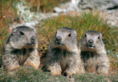 Le clan des marmottes : film en refuge_Tende
