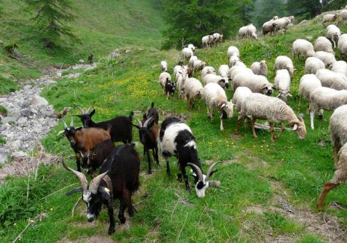 Apéro des alpages : discussion sur les patous et la faune sauvage_Tende