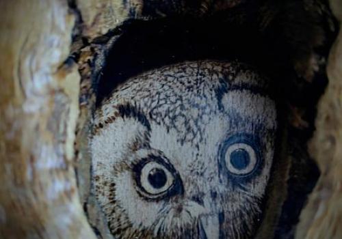 "La lumière nuit" : visite de l'exposition suivie d'une balade nocturne_Tende