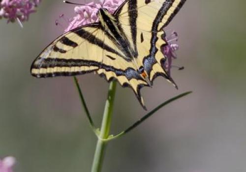 Animation au jardin des papillons_Allos - Alexanor (Papilio alexanor)
