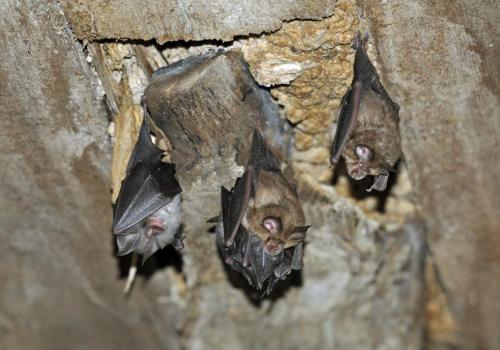 Nuit de la chauve-souris_Allos - Trois petits rhinolophes
