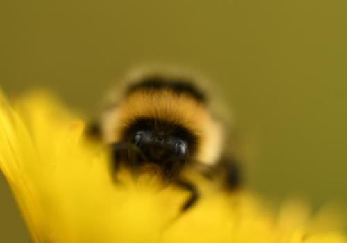 Lancement de l’Atlas de la Biodiversité Communale de Péone_Péone - Bourdon