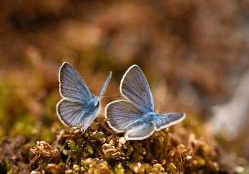 Biodiversité : connaître pour protéger - Azurés