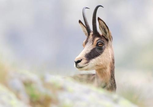 chamois