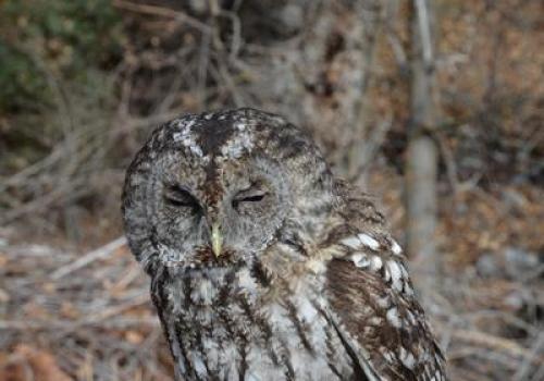 Relâcher d'un chouette hulotte_Barcelonnette - Chouette hulotte