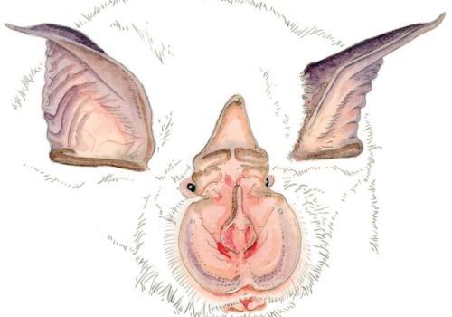 A la découverte des chauves-souris de l'Eglise d'Entraunes_Entraunes