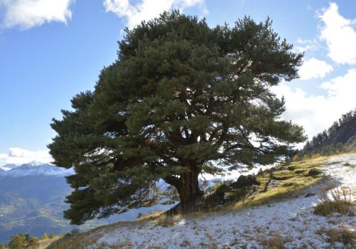 Conférence en plein-air : Communication des plantes et des arbres, une approche sensible et scientifique_Tende