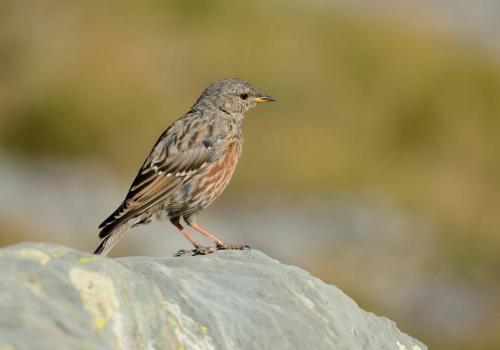Balade découverte : les oiseaux des pâturages - Accenteur alpin