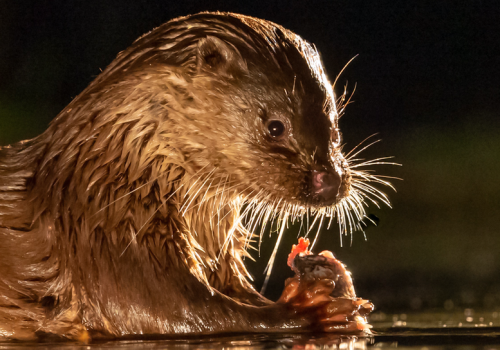 Soirée ciné nature "La Loutre, en toute intimité"_Moulinet - Soirée ciné nature "La Loutre, en toute intimité"