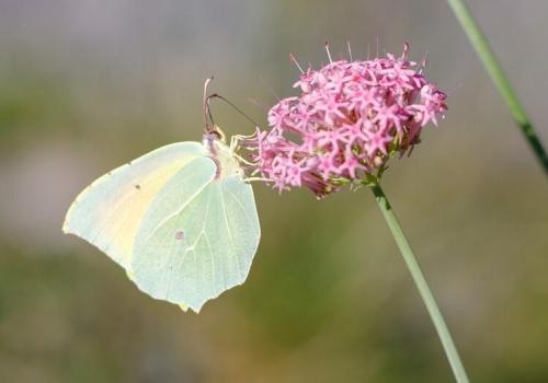 Découverte des papillons_Valdeblore - Le Citron de Provence - Gonepteryx cleopatra