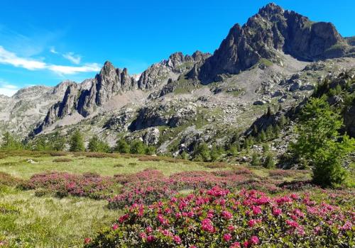 Rencontre avec un garde : lumières sur le Parc national du Mercantour_Saint-Martin-Vésubie - Vallon de la Madone de Fenestre