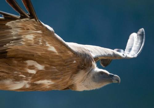 Animation rapaces diurnes et relâcher de vautour fauve_La Foux d’Allos