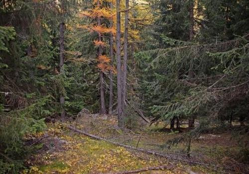 Let's go for a walk in the woods!_Valdeblore - A dense coniferous forest in autumn in Mollières. Dominated by vigorous black pines, with larch trees present in very small numbers.