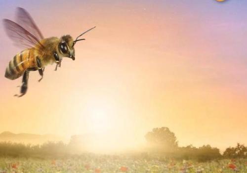 Soirée ciné nature "Etre avec les abeilles"_Tende - Etre_avec_lesl_abeilles
