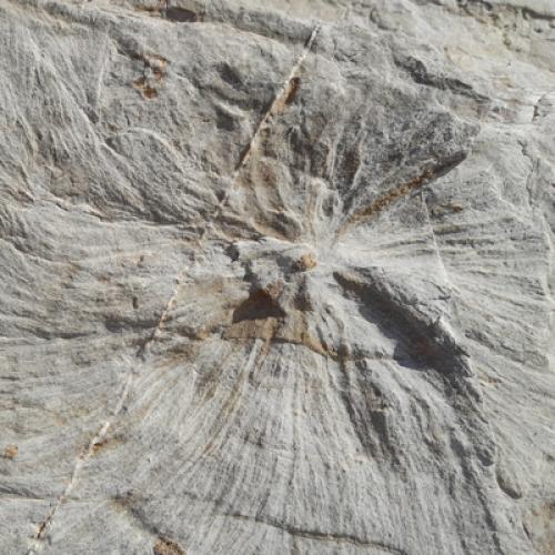 Traces fossiles au sommet ! © F. Breton / PnM