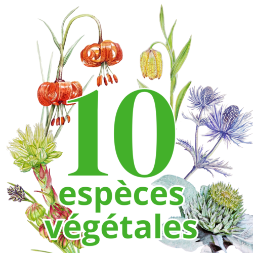 10 espèces végétales